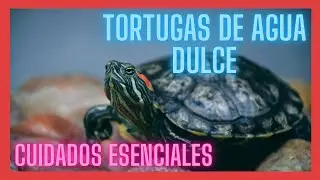 Los Mejores Consejos para Cuidar Tortugas de Agua Dulce