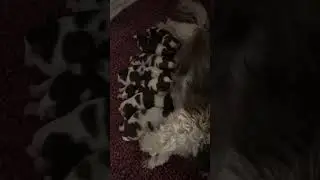 Milk bar is open. #fypシ #akc #shihtzu #caltascuteshihtzus #ethicalbreeder