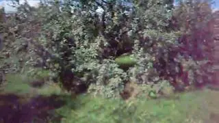 Fruit Tree Care, Tips and Tricks