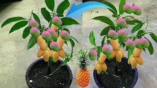 Best Skill How To Propagate Mango grow Fast With Aloe vera  Use Manog Fruit
