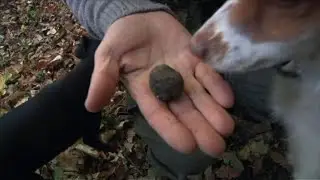 Universidad en Italia para los perros buscadores de trufas