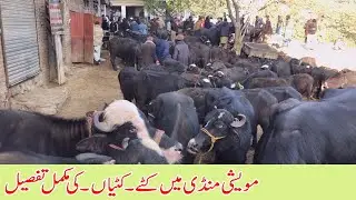 Kattay kattian cattle market dongi mandi kotli mirpur pakistan |kangar buffaloes okara mandi buffalo