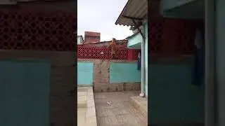 El nuevo spiderdoc