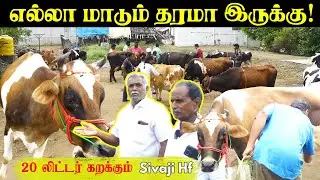 20 லிட்டர்  கறக்கும் Sivaji hf | எல்லா மாடும் தரமா இருக்கு! best hf dairy farm in salem, tamilnadu