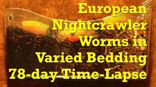 European nightcrawler worms in various bedding FAST TIME-LAPSE - vermicompost