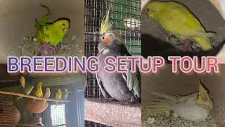 BREEDING SETUP TOUR || COCKATIEL, BUDGIES, FINCHES BREEDING PROGRESS AND FARM TOUR 