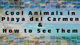 Playa del Carmen Ultimate Wildlife Watching Travel Guide