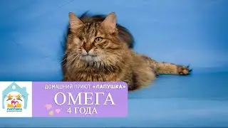 Задумчивая Омега (4 года) ищет дом. Кошечка здорова, привита, стерильна, приучена к лотку.