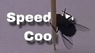 ~Polish cow [speed up]~