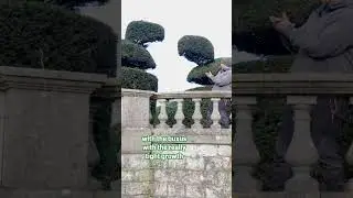 How to get amazing shaped bushes in a garden well a Taxus Hedge ofcourse! 🌳