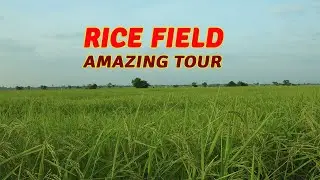 Rice field you visit at the evening 8083