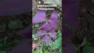 FALSE SHAMROCK🪻🪻🪻(bot. name: OXALIS TRIANGULARIS)uses:edible but in small amount🪻🪻 #shorts #shamrock