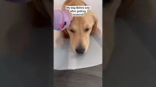My dog got neutered and is doing so well. Leave me any questions if you are thinking about it.