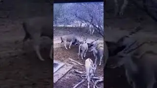 Eland vs Koedoe