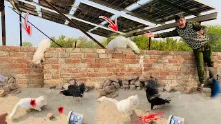 Oreo mini zoo say farar ho gya 😱aseel murgi or oreo ka phada ho gya 🤣#minizoo #birdswalalarka