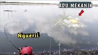 Panen Babon di Musim Kemarau‼️gokil sih ini