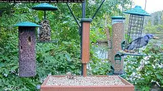 Blue Jays Empty Out Peanut Feeder At Cornell FeederWatch Cam &ndash;&nbsp;Sept. 29, 2022