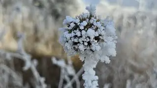 Frozen fog gives a beautiful start to New Year&rsquo;s Day