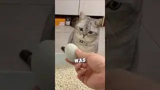 Этот кот снёс утиное яйцо и влюбился ❤️ #шорты