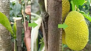 Jackfruit grafting new techniques successfull best methods #grafting #gardening #plantgrafting 