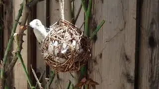 Bushtit gathering cotton