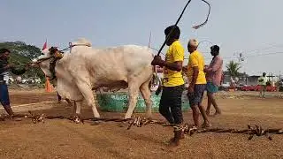 #Bulls#20kG#Stone#Race#viral