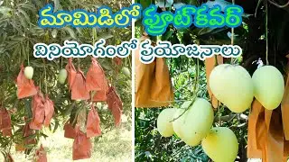 Mango Fruit Cover Bags / Protection Bags in Mango /మామిడిలో ఫ్రూట్ కవర్ వినియోగంలో ప్రయోజనాలు II