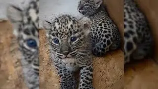 Rare Arrival: Twin Persian Leopard Cubs Born in Poland&rsquo;s Płock Zoo