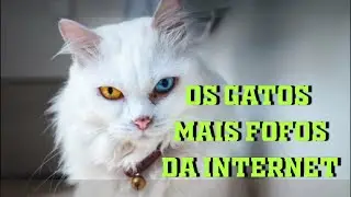 GATOS ENGRA&Ccedil;ADOS E MAIS FOFOS DA INTERNET 2021 FUNNYCAT TENTE N&Atilde;O RIR قطط مضحكة