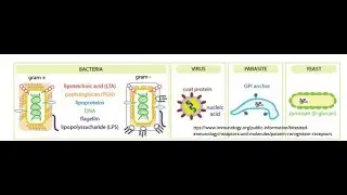 Innate Immunity, Pathogen Associated Molecular Patterns, Part 2
