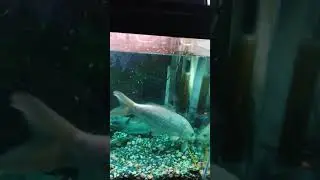Pez Koi tres a&ntilde;os cuidando de el!