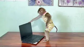 Monkey Baby Fixed Computer Laptop Error Only Black Screen| Idol Baby Jason
