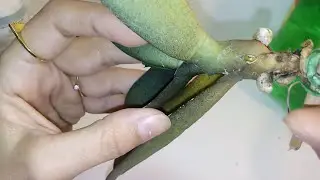 Como Salvar Orquídeas sem raiz nenhuma!!!