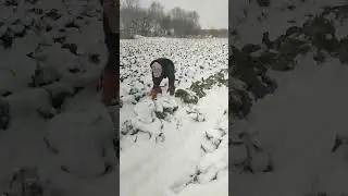 Too cold!#agriculture #plants #farming #cabbage #chinafarm
