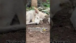 We haven&rsquo;t received any donation for dogs food please visit my paypal link in the bio to help us