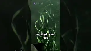 Bizarre Animal Abilities
