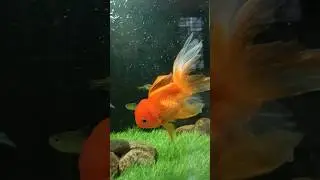 big size lion head goldfish 🤩 #shorts #short #aquarium#indian #goldfish#price #aquariumfish#viral