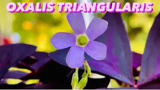 WHAT I FEED MY OXALIS TRIANGULARIS || FALSE SHAMROCK@mrs.gadventuresGLEE2405