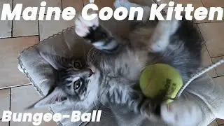 Tommy & His Bungee Ball &ndash; Action, Fun & Relaxation! 🐾😻