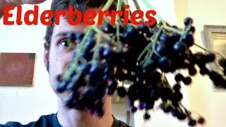 Elderberries Review (+ Juice recipe) - Weird Fruit Explorer Ep 113