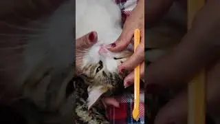 my cat 🐈 brushing her teeth  #plssubcribemychannel #thankyousomuch #highlightseveryone