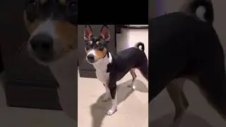 That tail! #barkless #dog #basenji #waggingtails