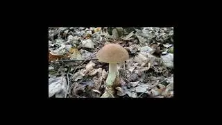 Leccinum carpini, Грабовик, Бабка грабова  #nature #грибочки #mushroom #fungi