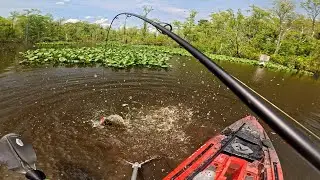 2nd Snakehead of 2025