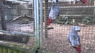 Parrot Zoo, Friskney , Lincolnshire