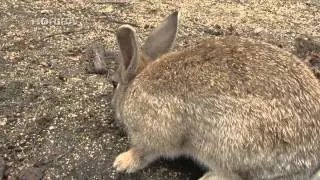 rabbit