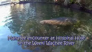 Friendly Manatee at Hospital Hole on the Weeki Wachee River