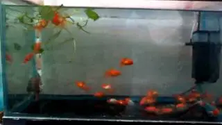 Peces japones y plecos