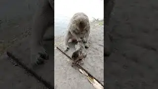 the monkey Patty grooming to her baby Patrick