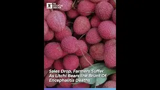 Sales Drop, Farmers Suffer As Litchi Bears the Brunt Of Encephalitis Deaths